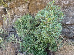 Pterocelastrus echinatus