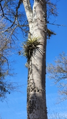 Tillandsia didisticha