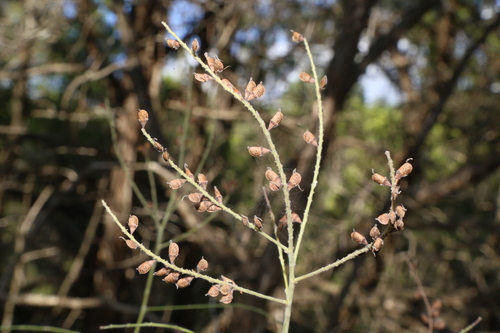 Image of Amorpha roemeriana by (c) Reid Hardin, some rights reserved (CC BY)