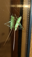 Conocephalus hastatus