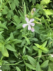Saponaria officinalis
