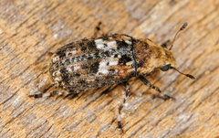 Euparius paganus