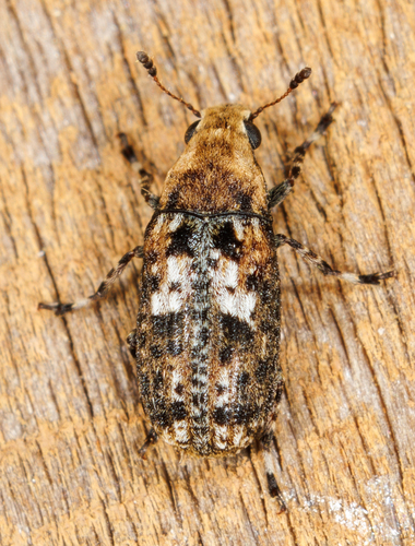 Euparius paganus Gyllenhal, 1833