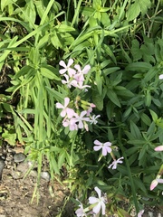 Saponaria officinalis