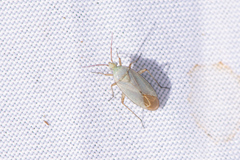 Placochilus seladonicus