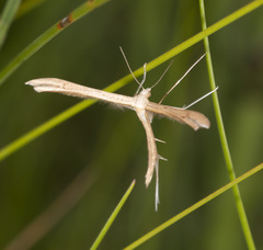 Stenoptilia bipunctidactyla