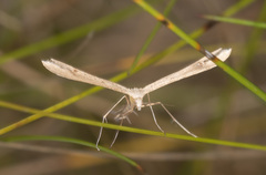 Stenoptilia bipunctidactyla