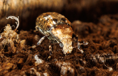 Euparius paganus