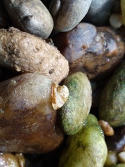 Ancylus fluviatilis