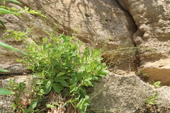 Samolus ebracteatus cuneatus