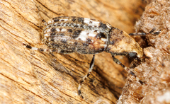 Euparius paganus