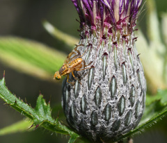 Terellia occidentalis