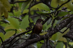 Turdus rufiventris