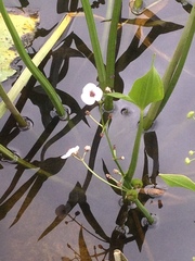 Sagittaria sagittifolia