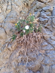 Dolichlasium lagascae