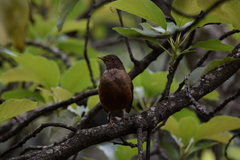 Turdus rufiventris
