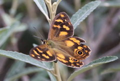 Heteronympha solandri