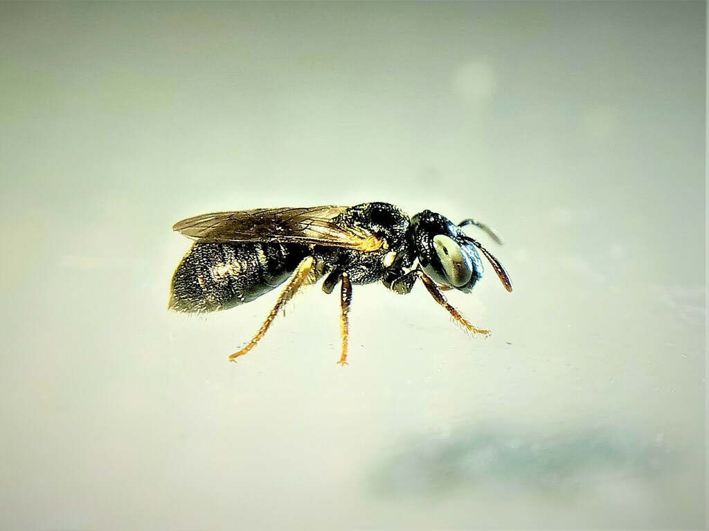 Small Carpenter Bees from Lechaio 200 11, Greece on July 20, 2022 at 10