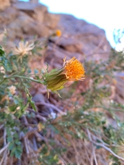 Dolichlasium lagascae