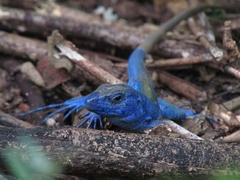 Cnemidophorus espeuti