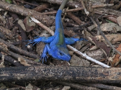 Cnemidophorus espeuti