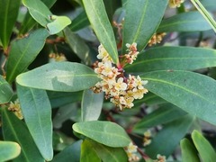 Pterocelastrus echinatus