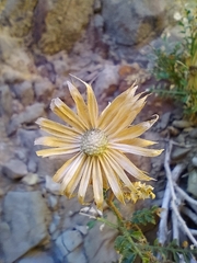 Dolichlasium lagascae