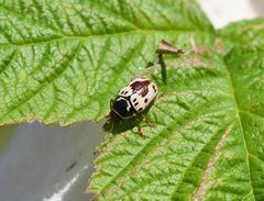 Cryptocephalus mutabilis