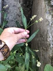 Persicaria