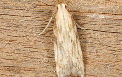 Helcystogramma hystricella