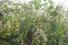 Montanoa leucantha