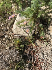 Erigeron formosissimus