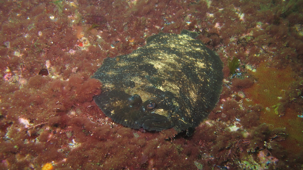 Topknot (Zeugopterus punctatus) — Scophthalmidae