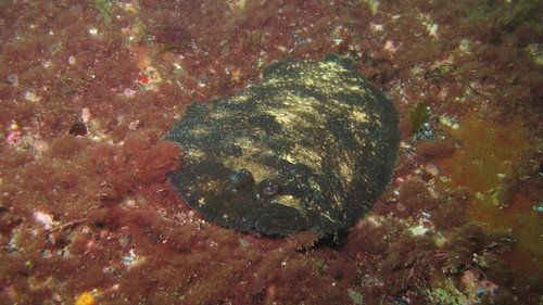 Topknot (Zeugopterus punctatus) — Scophthalmidae