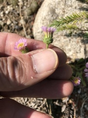 Erigeron formosissimus