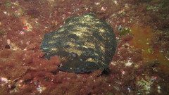 Zeugopterus punctatus