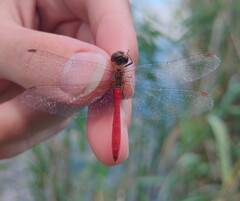 Sympetrum tibiale
