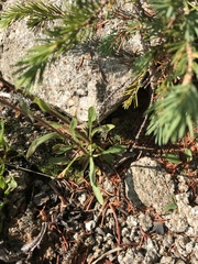 Erigeron formosissimus