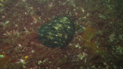 Zeugopterus punctatus