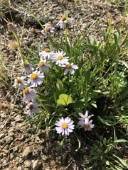 Erigeron leiomerus