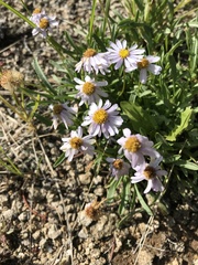 Erigeron leiomerus