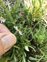 Erigeron leiomerus