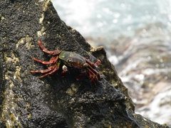 Grapsus grapsus
