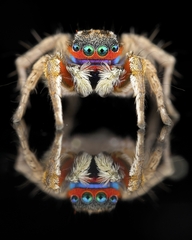 Stenaelurillus lesserti