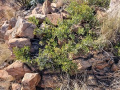 Searsia magalismontana magalismontana