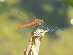 Sympetrum tibiale