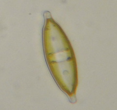 Craticula ambigua