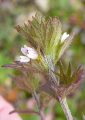 Euphrasia subarctica
