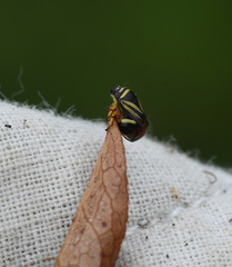 Clastoptera saintcyri