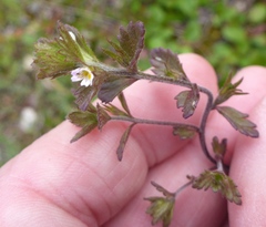 Euphrasia subarctica